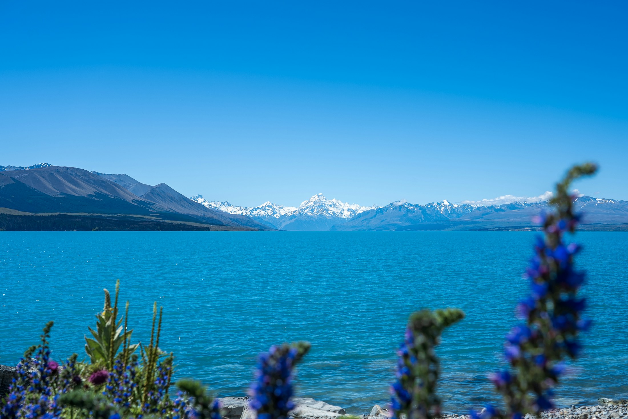 新西兰普卡基湖与南阿尔卑斯山景观